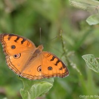 Junonia almana Linnaeus, 1758